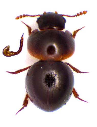 Réf. 354 102 : Agathidium seminulum